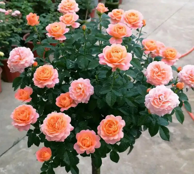 玫瑰花怎麼養才能更旺盛