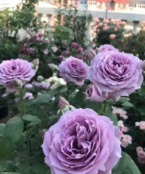 玫瑰花怎麼養才能更旺盛