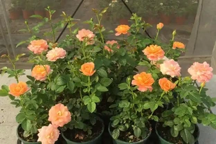 玫瑰花怎麼養才能更旺盛