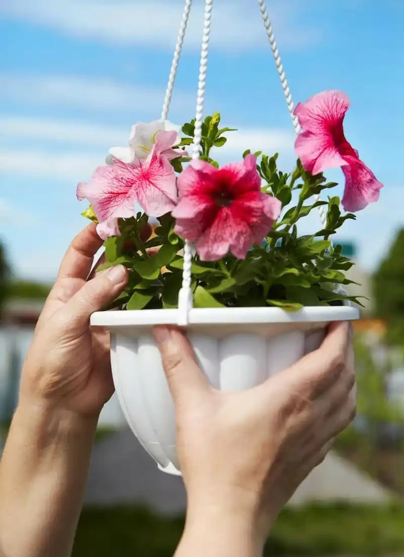 植物葉子發黃缺什麼肥