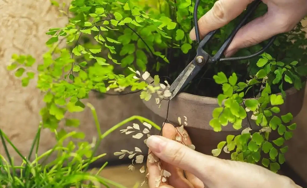 植物葉子發黃缺什麼肥