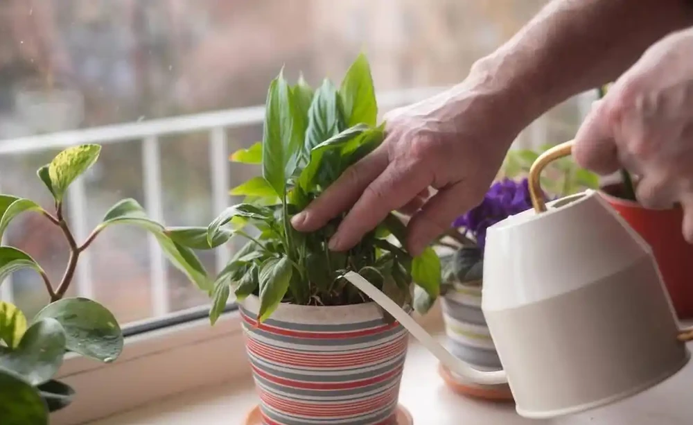 植物葉子發黃缺什麼肥
