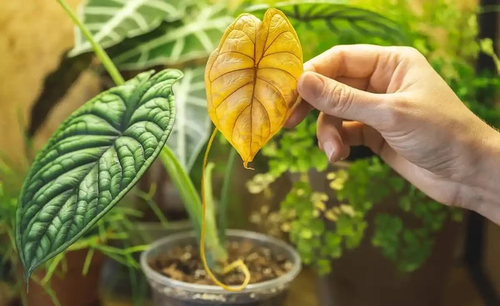 植物葉子發黃缺什麼肥