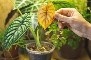 植物葉子發黃缺什麼肥