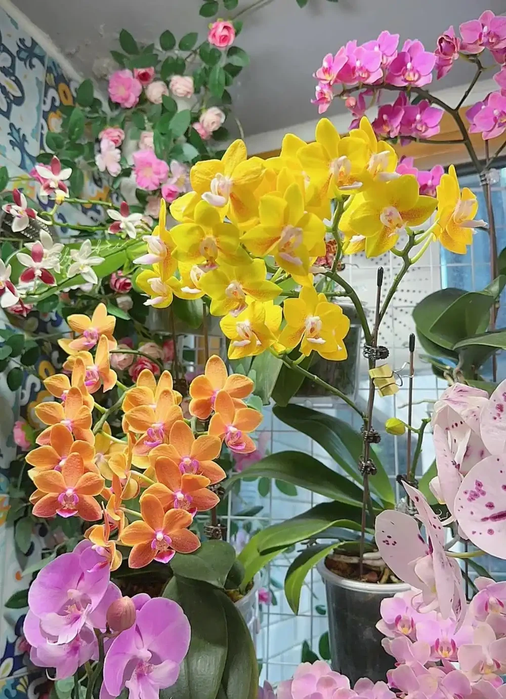 福建一姑娘，沒花一分錢，打造出「蝴蝶蘭花園」，網友：開眼了