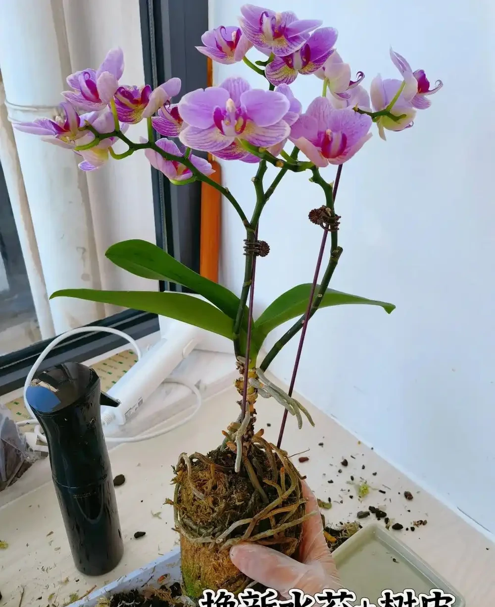 福建一姑娘，沒花一分錢，打造出「蝴蝶蘭花園」，網友：開眼了