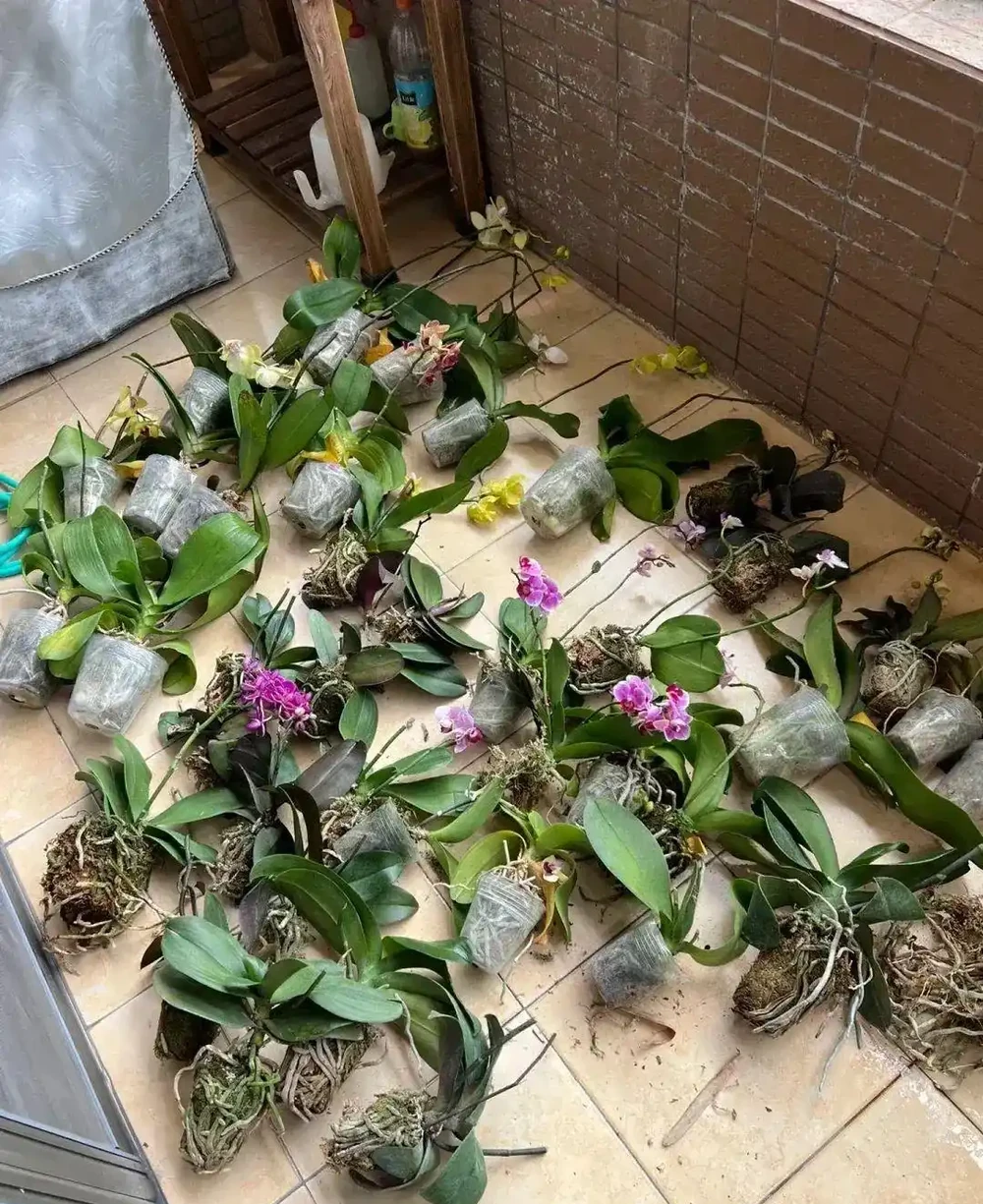 福建一姑娘，沒花一分錢，打造出「蝴蝶蘭花園」，網友：開眼了