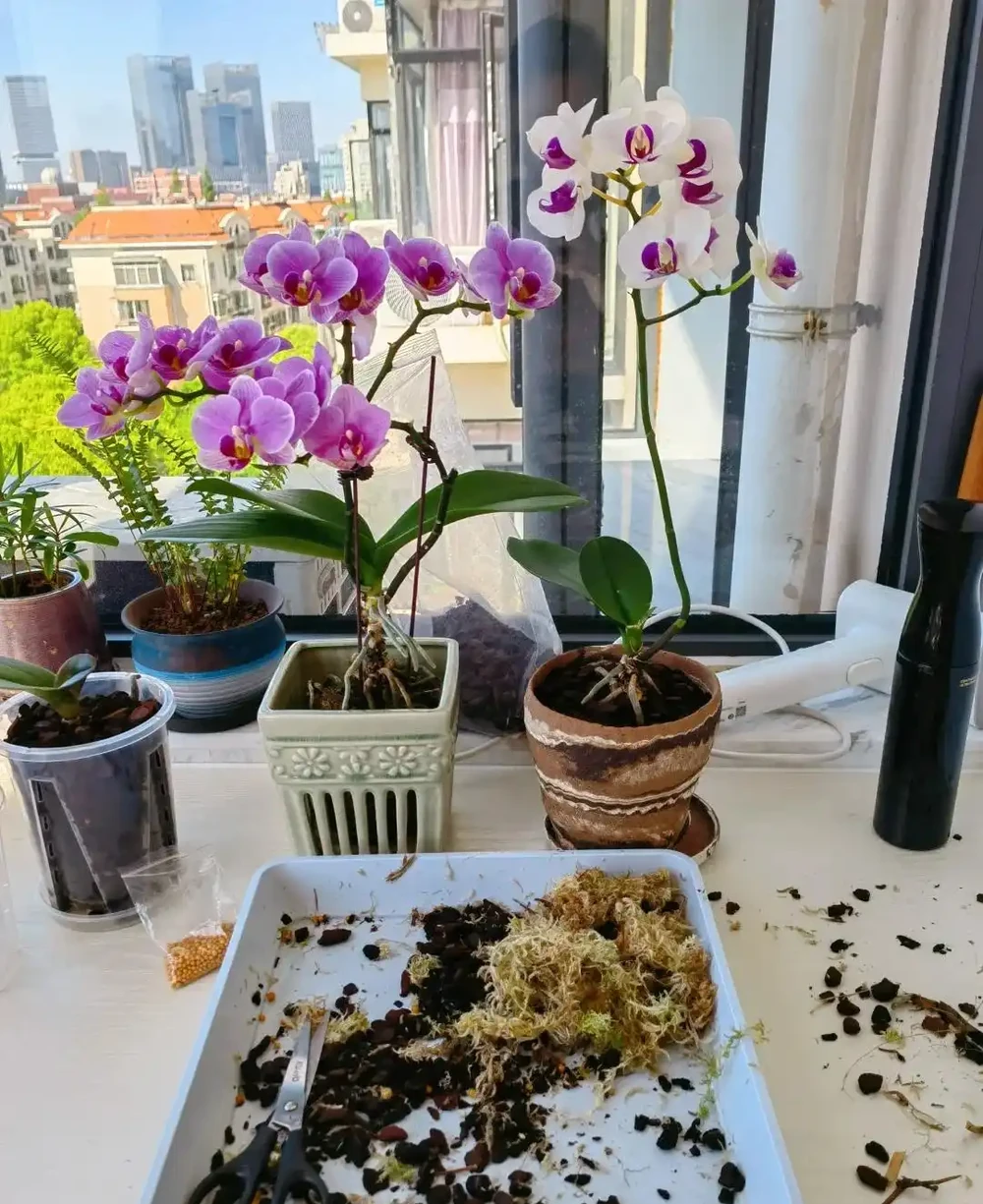 福建一姑娘，沒花一分錢，打造出「蝴蝶蘭花園」，網友：開眼了