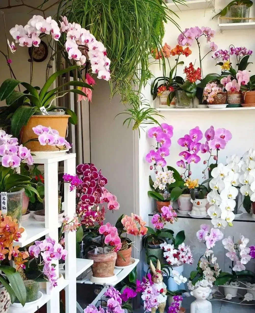 福建一姑娘，沒花一分錢，打造出「蝴蝶蘭花園」，網友：開眼了
