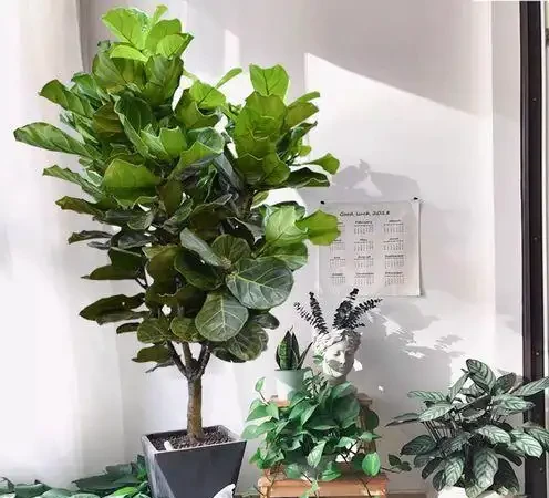 大葉植物能招財!11種適合養在客廳的大葉綠植