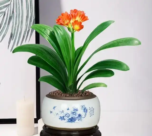 大葉植物能招財!11種適合養在客廳的大葉綠植