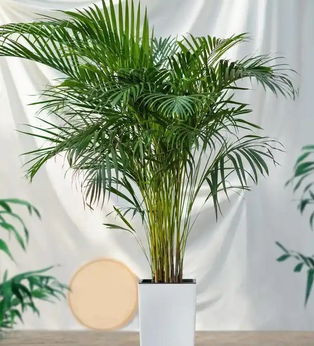 大葉植物能招財!11種適合養在客廳的大葉綠植