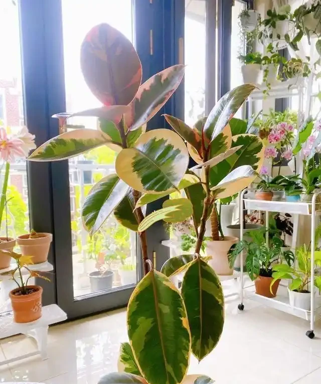 大葉植物能招財!11種適合養在客廳的大葉綠植