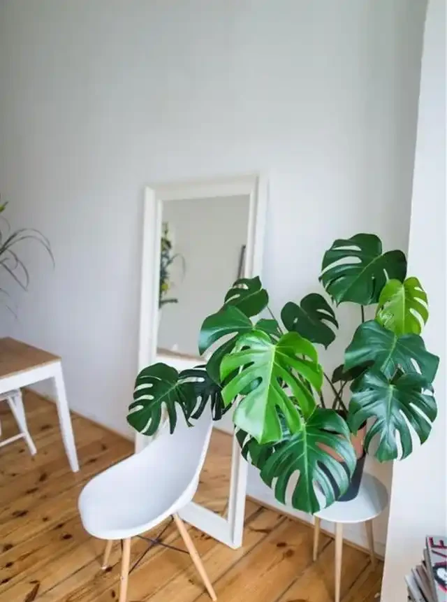 大葉植物能招財!11種適合養在客廳的大葉綠植