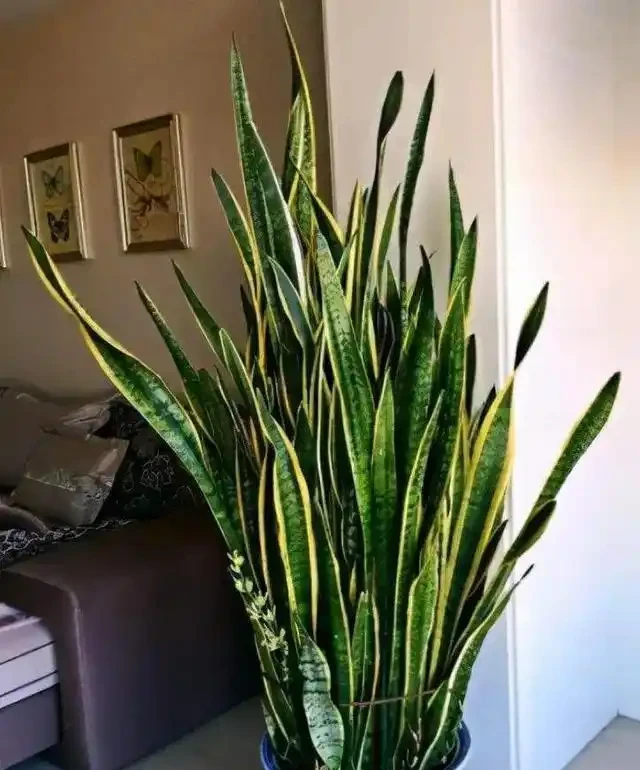 大葉植物能招財!11種適合養在客廳的大葉綠植