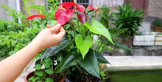 大葉植物能招財！11種適合養在客廳的大葉綠植