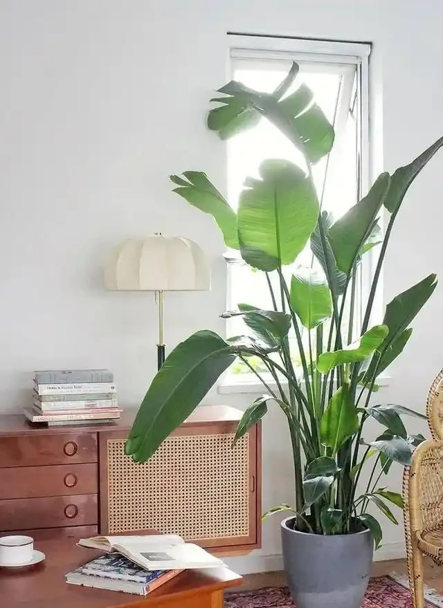 大葉植物能招財!11種適合養在客廳的大葉綠植