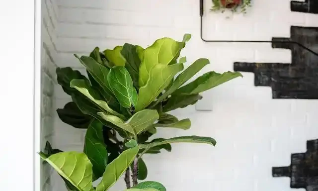 大葉植物能招財！11種適合養在客廳的大葉綠植