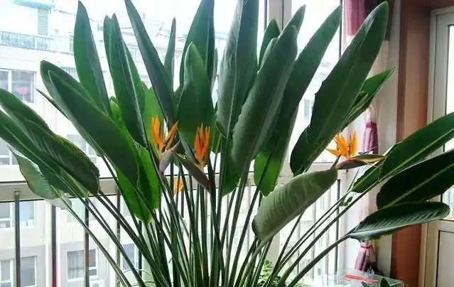大葉植物能招財!11種適合養在客廳的大葉綠植