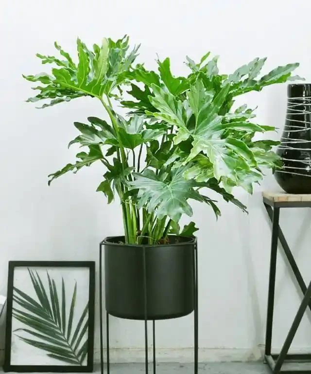 大葉植物能招財!11種適合養在客廳的大葉綠植
