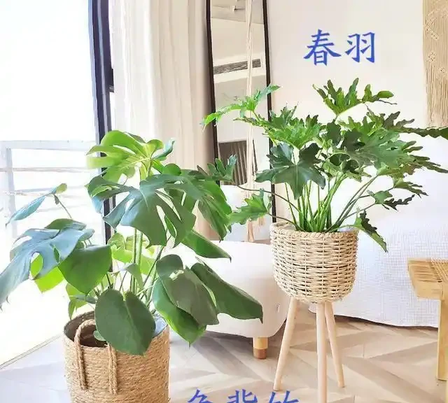 大葉植物能招財!11種適合養在客廳的大葉綠植