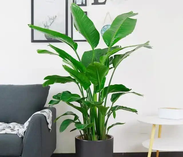 大葉植物能招財!11種適合養在客廳的大葉綠植