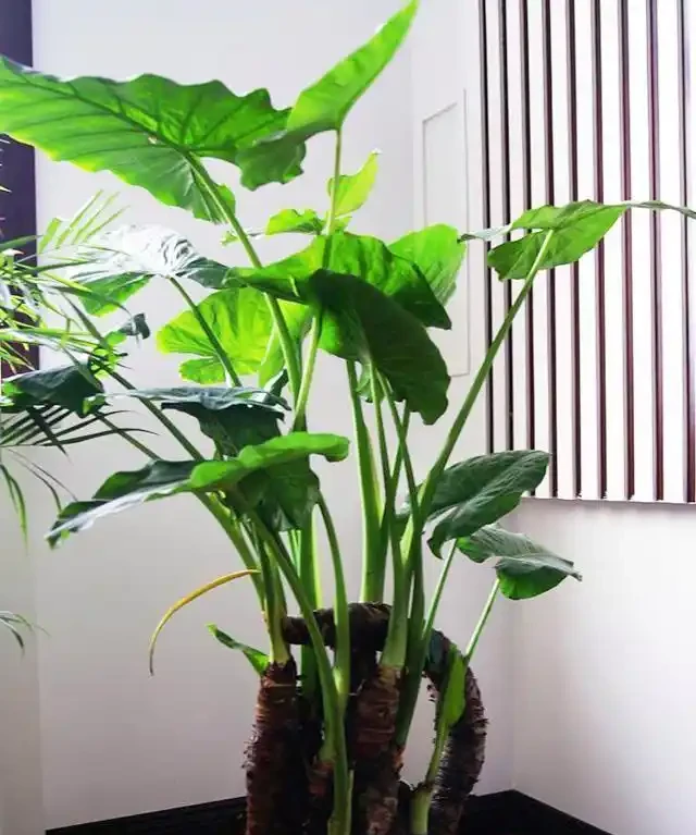 大葉植物能招財!11種適合養在客廳的大葉綠植