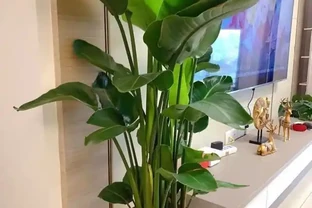 大葉植物能招財！11種適合養在客廳的大葉綠植