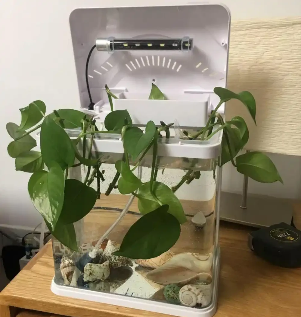 水養黃金葛怎麼養才長得好