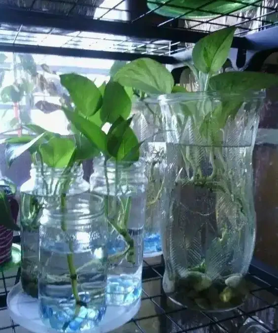 水養黃金葛怎麼養才長得好