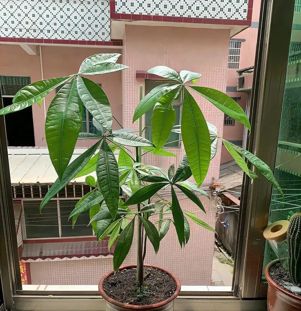 發財樹葉子長白斑？別急，這三招教你輕鬆解決！