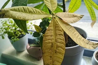 發財樹葉子長白斑？別急，這三招教你輕鬆解決！