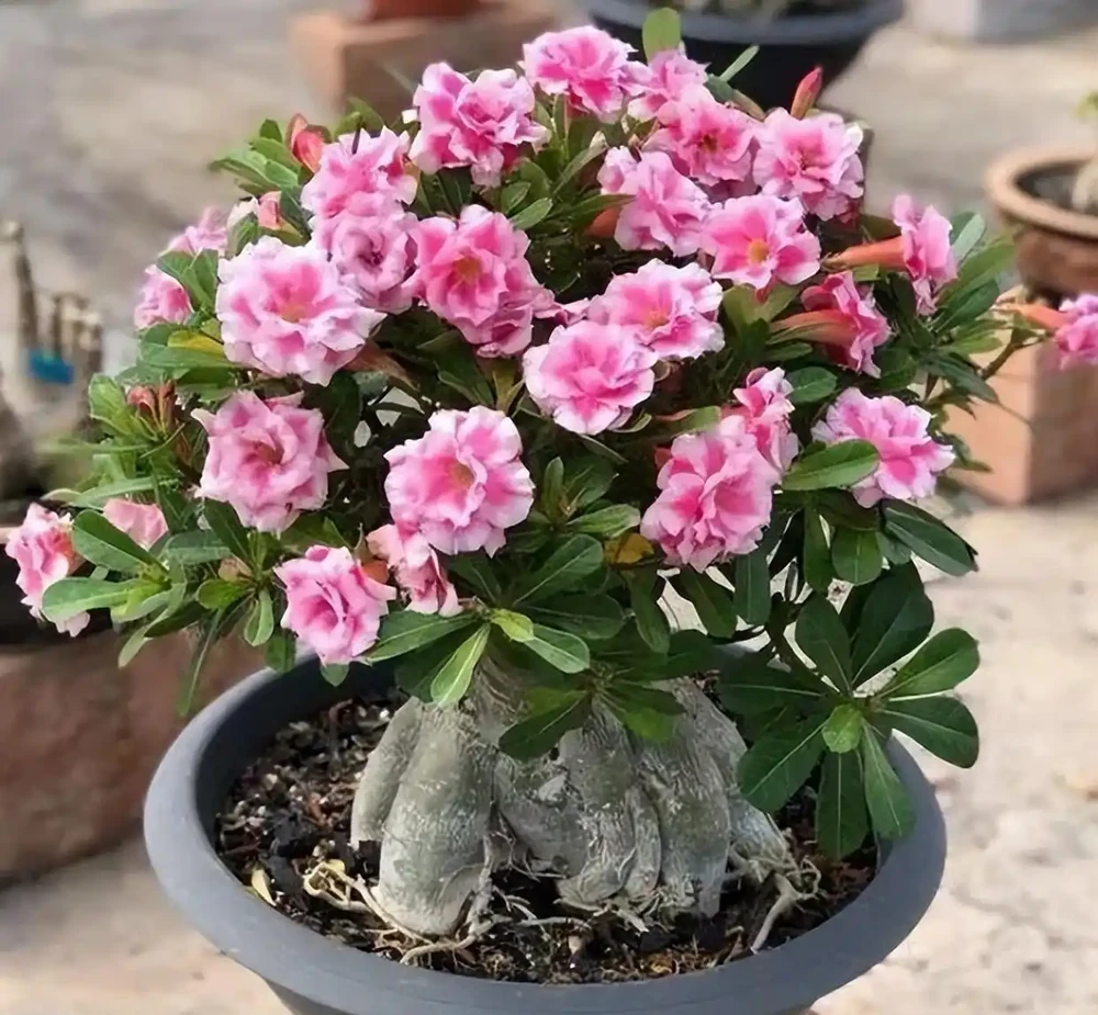 沙漠玫瑰的修剪方法