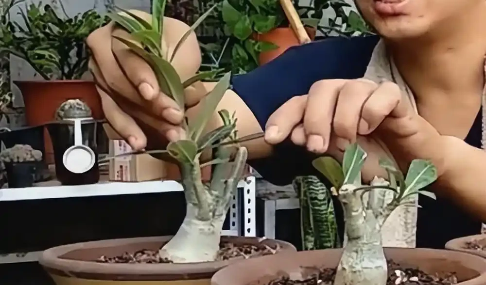 沙漠玫瑰的修剪方法
