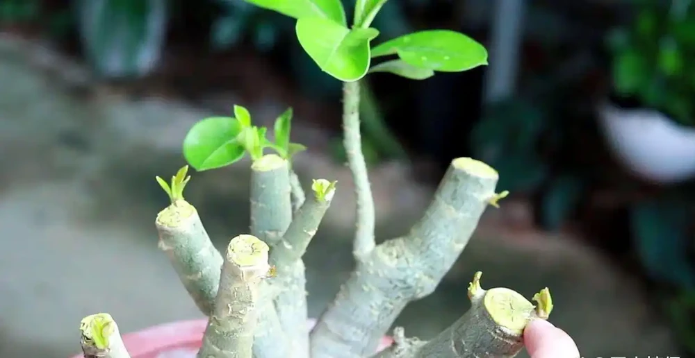 沙漠玫瑰的修剪方法