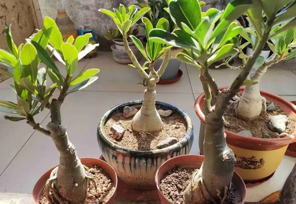 沙漠玫瑰的修剪方法