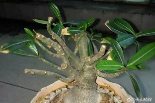 沙漠玫瑰的修剪方法