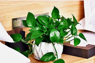 黃金葛是否可以放在臥室？盤點8種不能在臥室養的綠植！