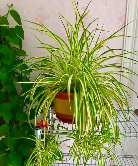 家裡適合養的十大花卉