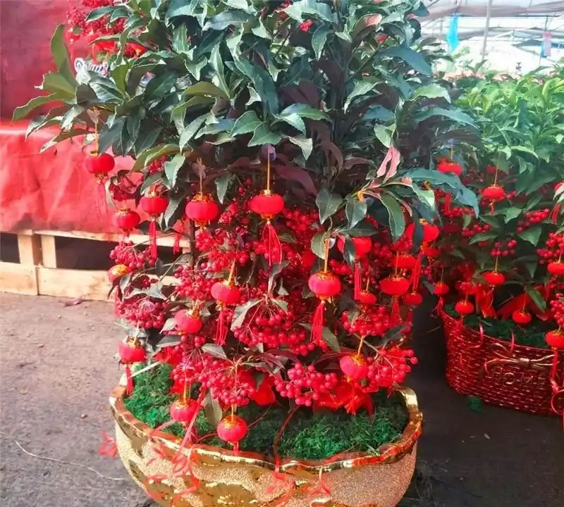 家裡適合養的十大花卉