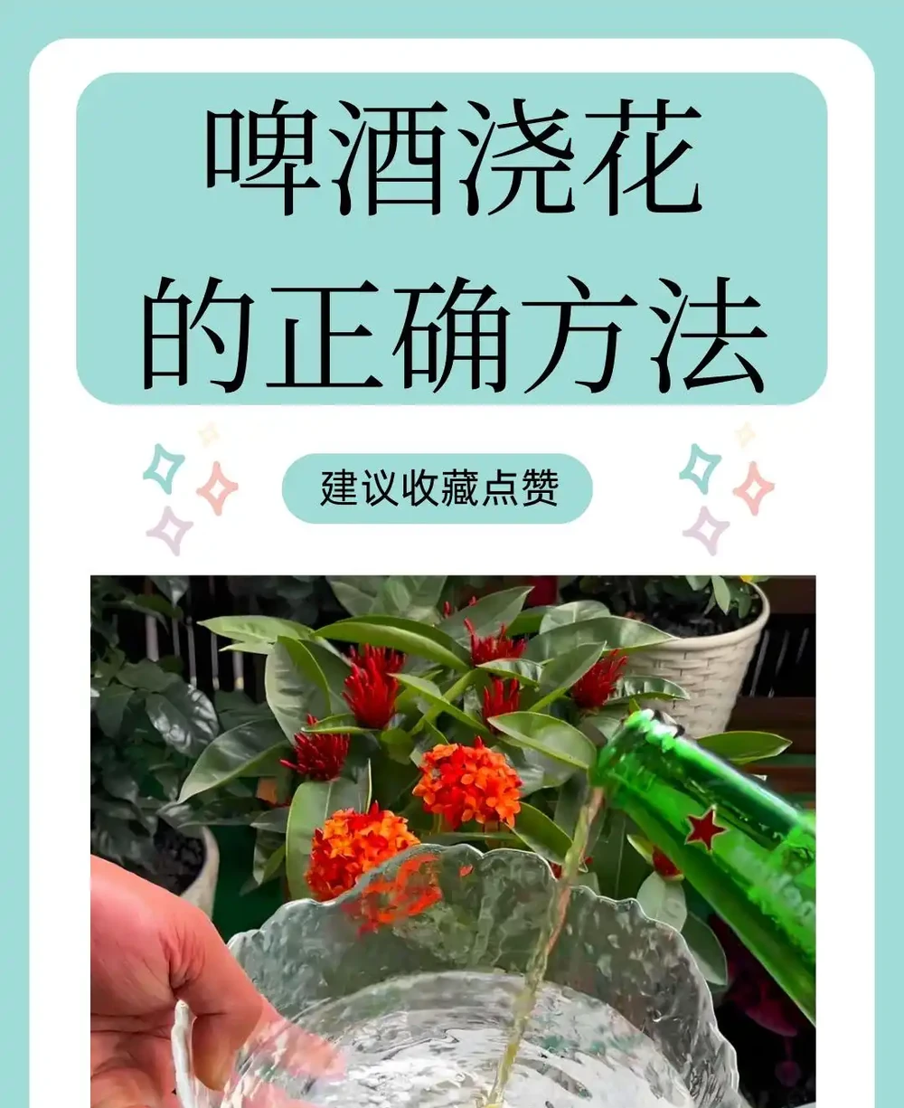 啤酒澆花的正確方法