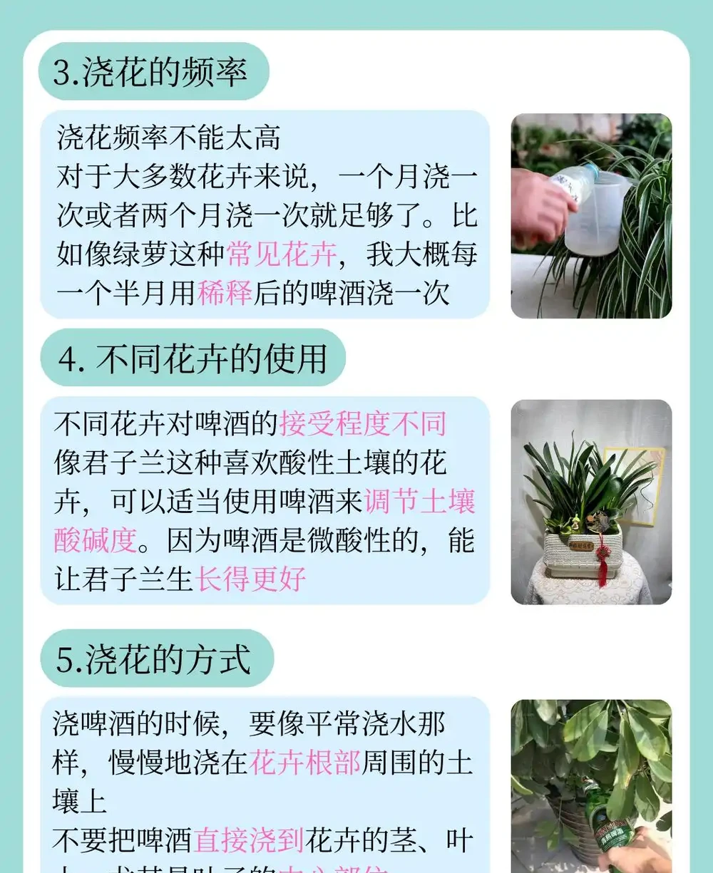 啤酒澆花的正確方法