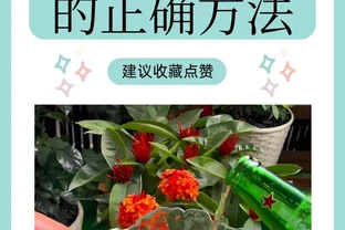 啤酒澆花的正確方法