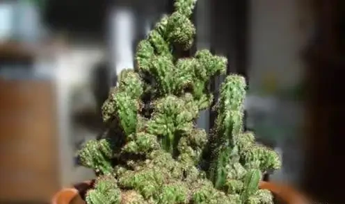 仙人掌用什麼土栽培最好