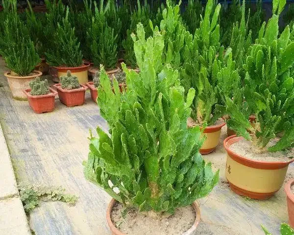 仙人掌用什麼土栽培最好