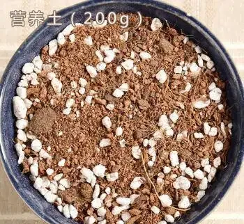 仙人掌用什麼土栽培最好