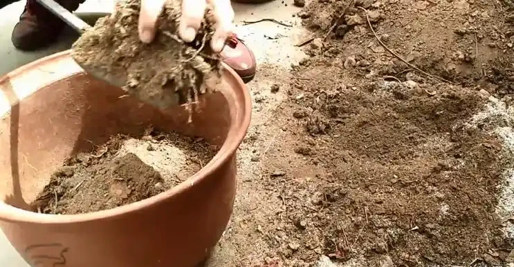 仙人掌用什麼土栽培最好