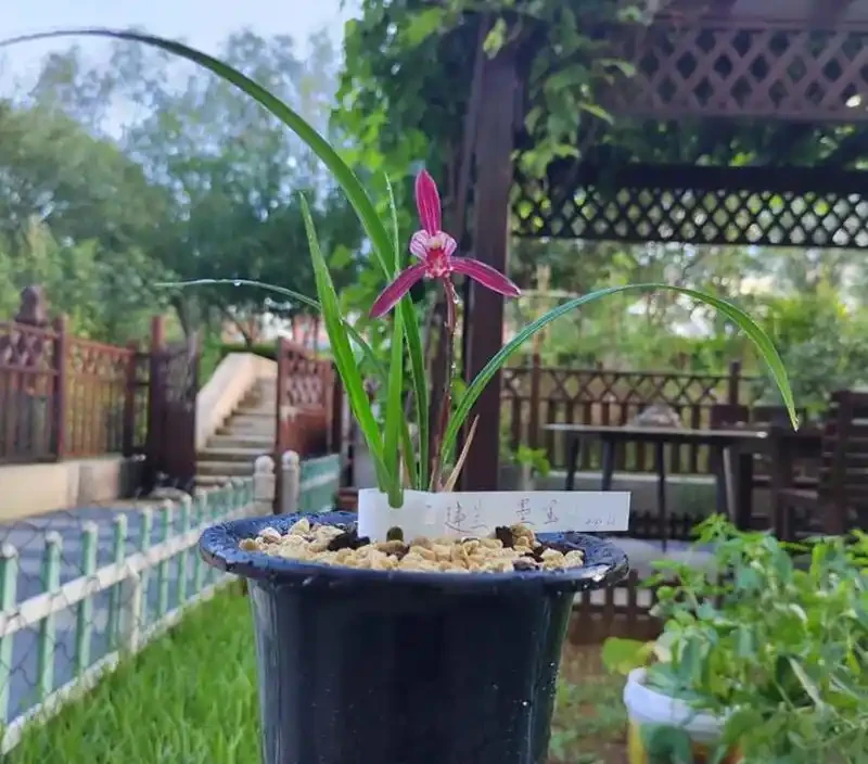 蘭花葉子尖發黃究竟是什麼原因造成的?又該如何應對呢?