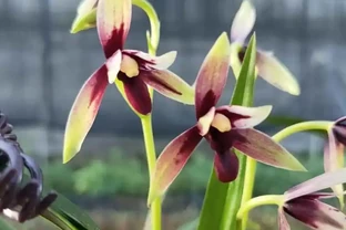 蘭花葉子尖發黃究竟是什麼原因造成的？又該如何應對呢？