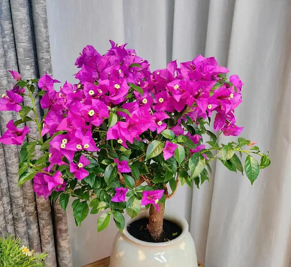 九重葛「口味重」,愛喝這種「水」,花開一整年,真美
